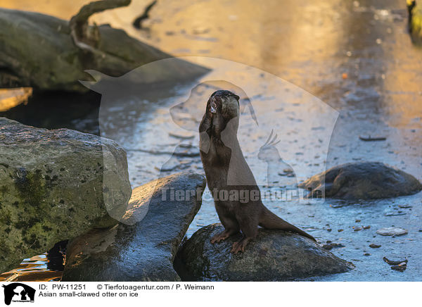 Asian small-clawed otter on ice / PW-11251