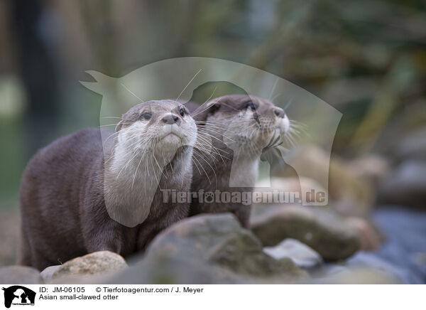 Asian small-clawed otter / JM-06105
