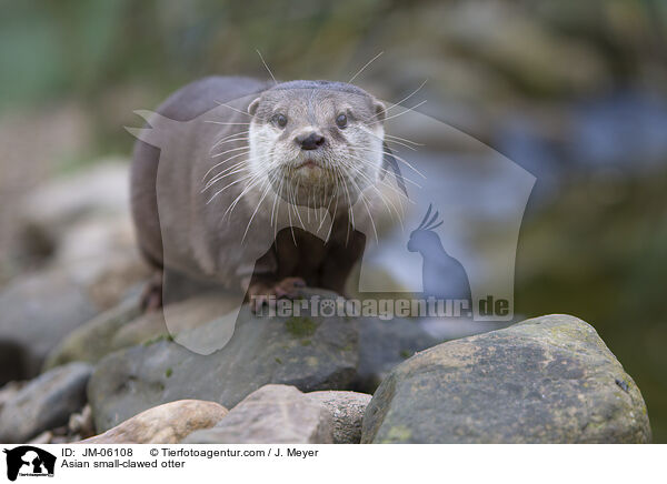 Asian small-clawed otter / JM-06108