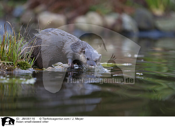 Asian small-clawed otter / JM-06116
