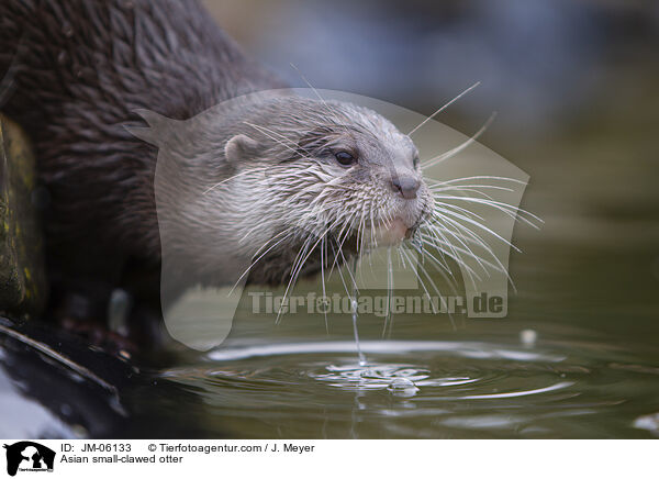 Asian small-clawed otter / JM-06133