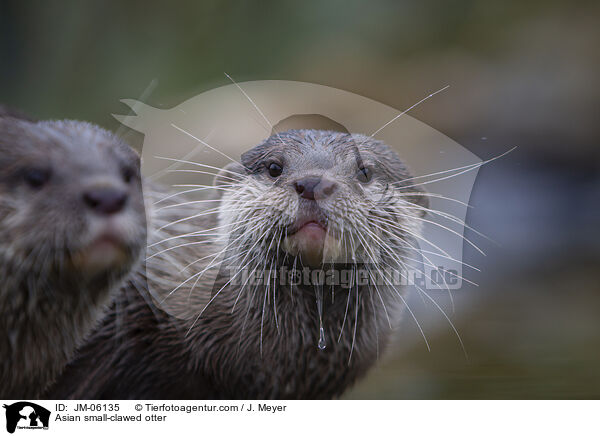 Asian small-clawed otter / JM-06135