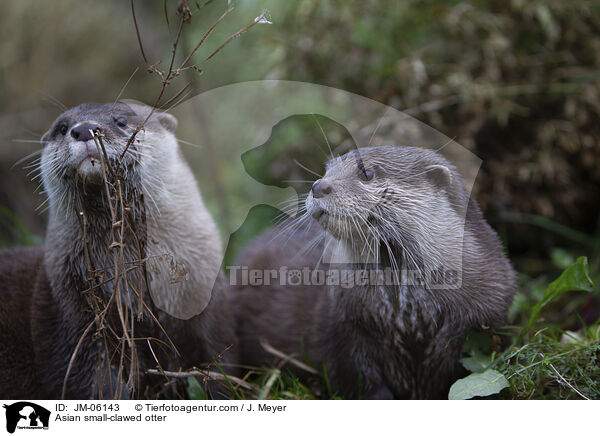 Asian small-clawed otter / JM-06143