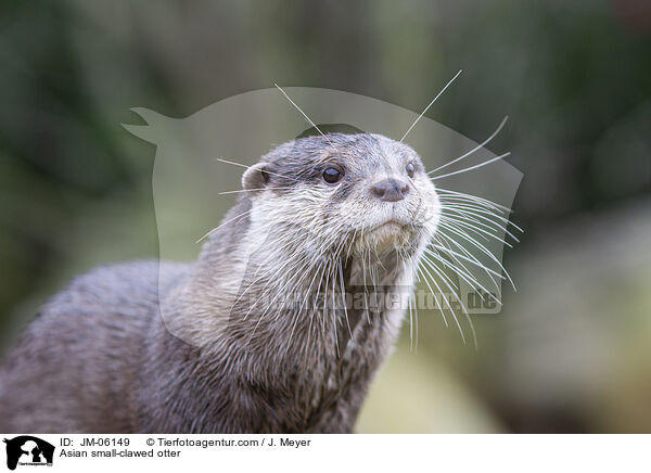 Asian small-clawed otter / JM-06149
