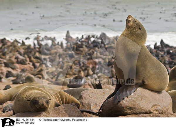brown fur seal / HJ-01484