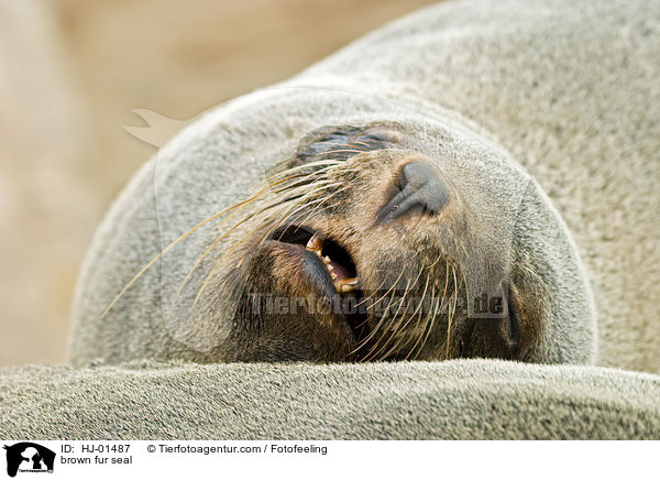 brown fur seal / HJ-01487
