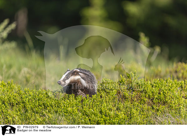 Badger on the meadow / PW-02979