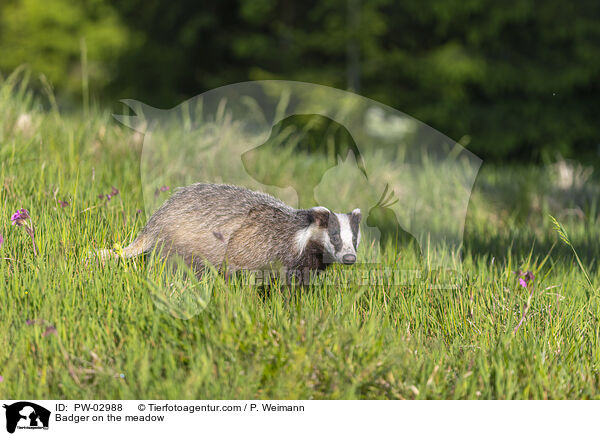 Badger on the meadow / PW-02988