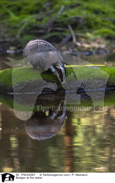 Badger at the water / PW-02997