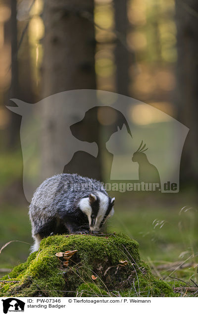 standing Badger / PW-07346