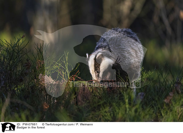 Badger in the forest / PW-07661