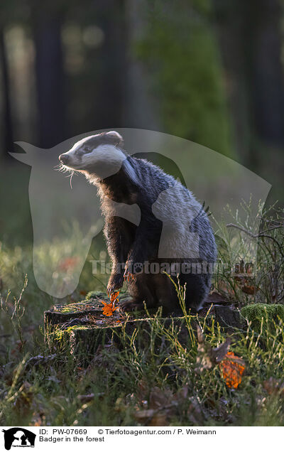 Badger in the forest / PW-07669