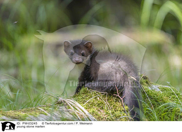 young stone marten / PW-03245