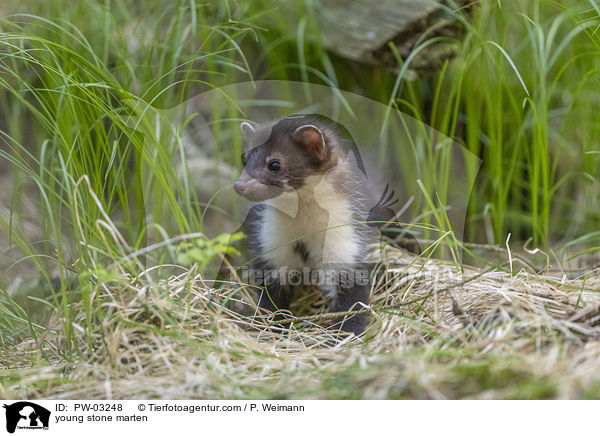 young stone marten / PW-03248