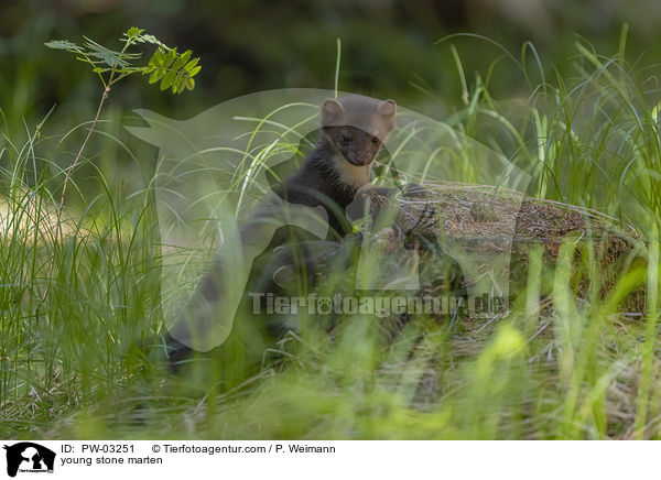 young stone marten / PW-03251