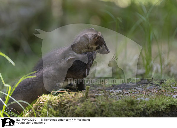junge Steinmarder / young stone martens / PW-03259