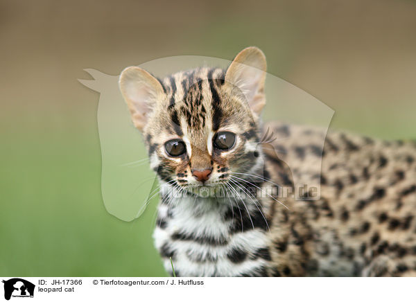 leopard cat / JH-17366