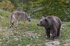 Brown bear meets wolf
