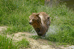 running Brown Bear