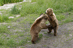 fighting Brown Bear