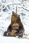 sitting Brown Bear