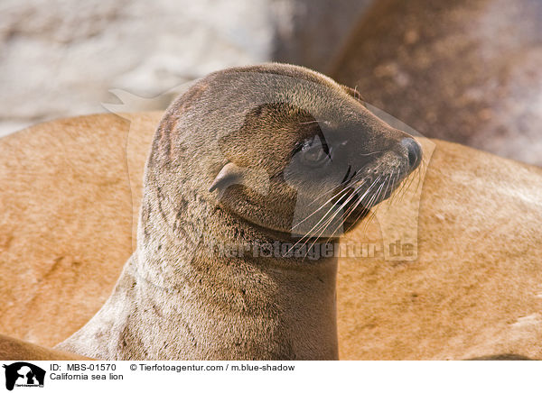 California sea lion / MBS-01570