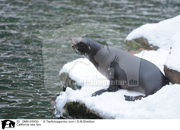 California sea lion / DMS-05930