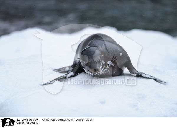California sea lion / DMS-05959