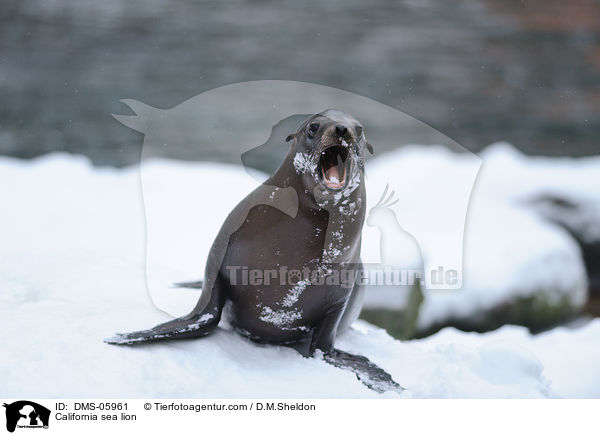California sea lion / DMS-05961