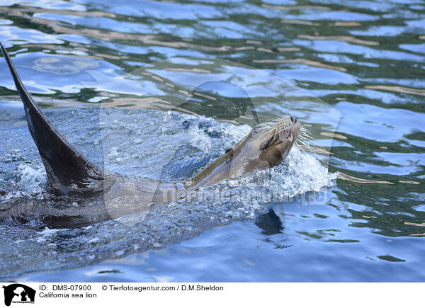 California sea lion / DMS-07900