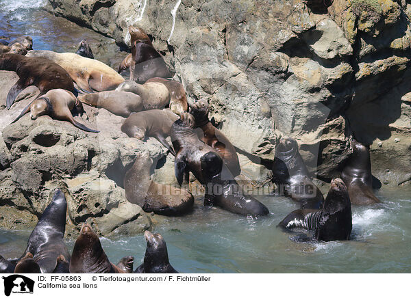 California sea lions / FF-05863