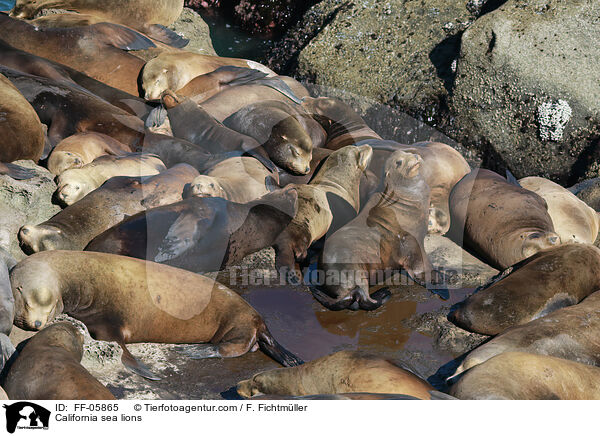 California sea lions / FF-05865