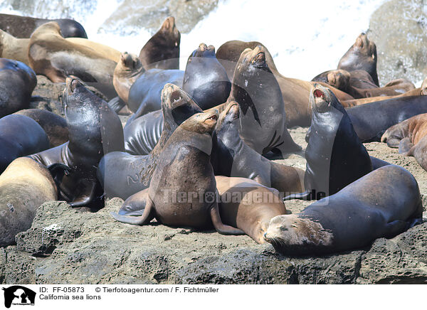 California sea lions / FF-05873