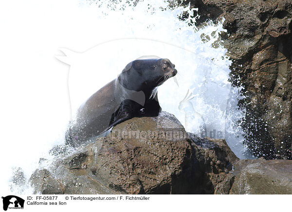 California sea lion / FF-05877
