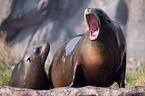 California sea lions