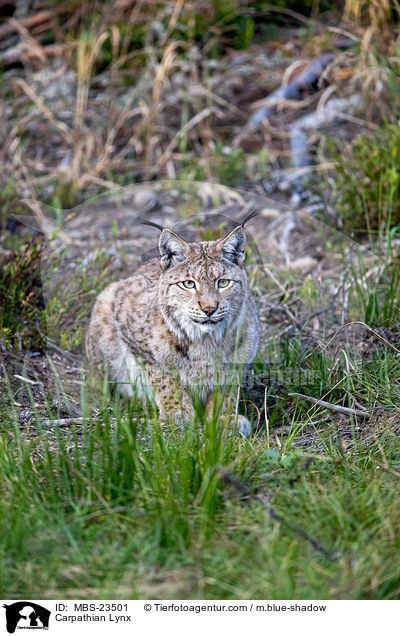 Carpathian Lynx / MBS-23501