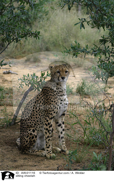 sitzender Gepard / sitting cheetah / AW-01116