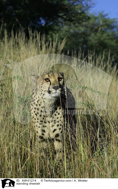 stehender Gepard / standing cheetah / AW-01214