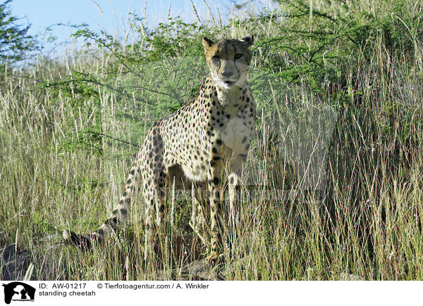stehender Gepard / standing cheetah / AW-01217
