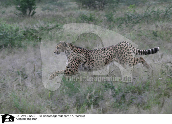 rennender Gepard / running cheetah / AW-01222