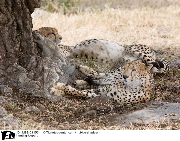 Gepard / hunting-leopard / MBS-01150