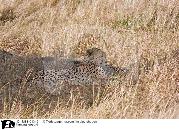 Gepard / hunting-leopard / MBS-01342