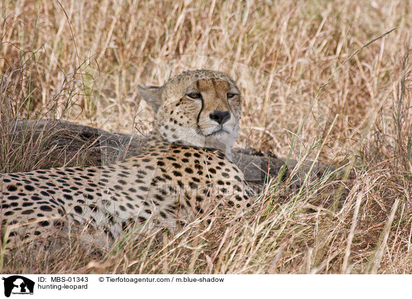 Gepard / hunting-leopard / MBS-01343
