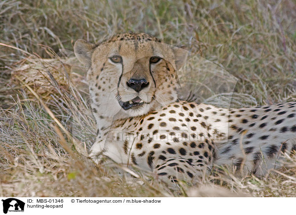 Gepard / hunting-leopard / MBS-01346