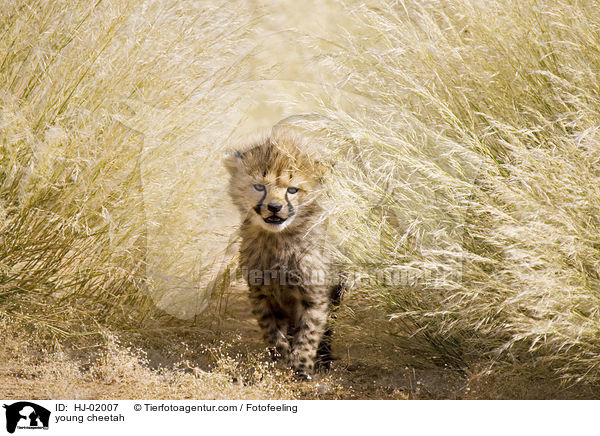 young cheetah / HJ-02007