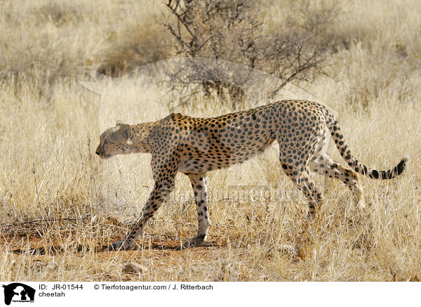 Gepard / cheetah / JR-01544