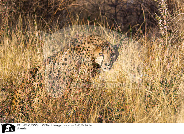 Gepard / cheetah / WS-05555