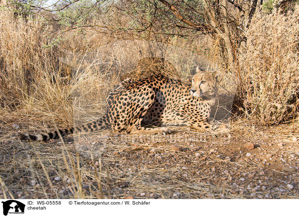 Gepard / cheetah / WS-05558