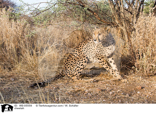 Gepard / cheetah / WS-05559