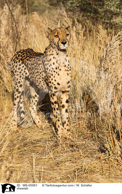 Gepard / cheetah / WS-05561